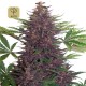 Purple Kush Auto · Buddha Seeds