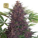 Purple Kush Auto