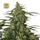 Deimos Auto · Buddha Seeds