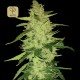 Magnum Auto 1 · Buddha Seeds