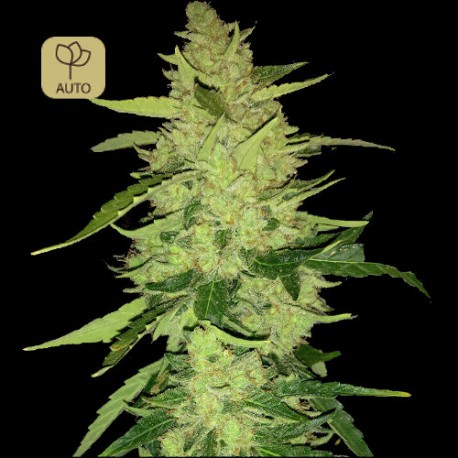 Magnum Auto 1 · Buddha Seeds