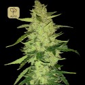 Magnum Auto