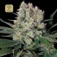 Syrup Auto · Buddha Seeds