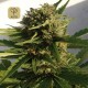 Red Dwarf Auto · Buddha Seeds