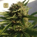 Red Dwarf Auto