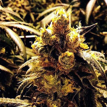 Bay Dream Regular · Grand Daddy Purp