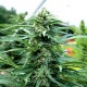 Cherry Og Regular (Emerald Triangle Seeds)
