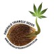 Cherry Og Regular (Emerald Triangle Seeds)