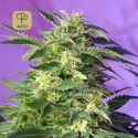 Killer Kush Auto