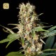 Missing in Barcelona · Eva Seeds
