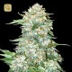 OG Kush Fem · Bulk Seed Bank