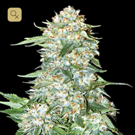OG Kush Fem · Bulk Seed Bank