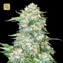 OG Kush Fem