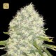 White Widow Fem · Bulk Seed Bank