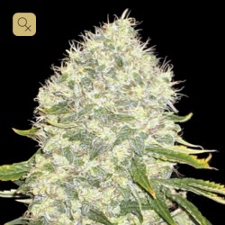 White Widow Fem · Bulk Seed Bank