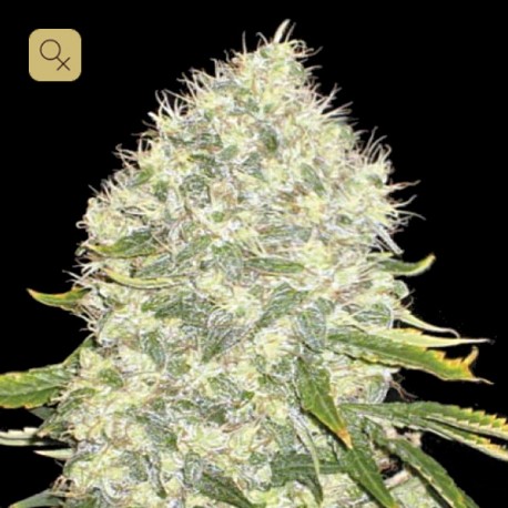 White Widow Fem · Bulk Seed Bank
