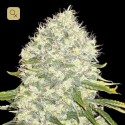 White Widow Fem