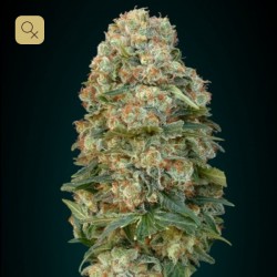 Afghan Skunk · Advanced Seeds
