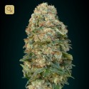 Afghan Skunk