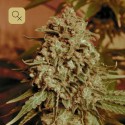 Somango Widow