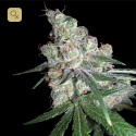 Chocolope