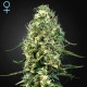 Super Silver Haze CBD · Green House
