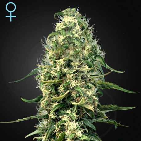 Super Silver Haze CBD · Green House