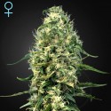 Super Silver Haze CBD