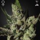 Exodus Cheese · Green House