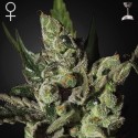 Exodus Cheese