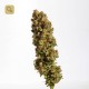Chocolate Haze 2 · Mr. Natural Seeds