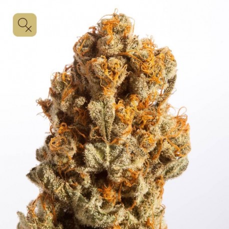 Chocolate Haze 1 · Mr. Natural Seeds