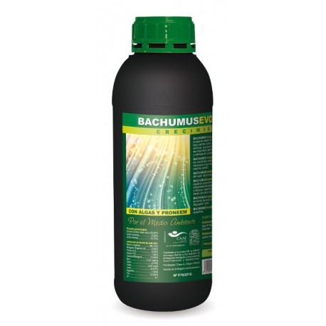Bachumus Evolution C · Trabe