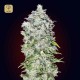 Auto 00 Kush · 00 Seeds