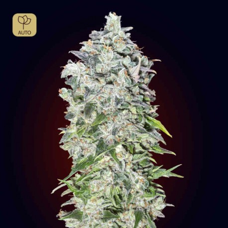 Auto 00 Kush · 00 Seeds
