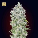 Auto 00 Kush