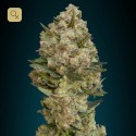 Critical