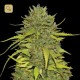 AK · Bulk Seed Bank