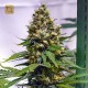 Apollo 13 Regular (Brothers Grimm Seeds) 1