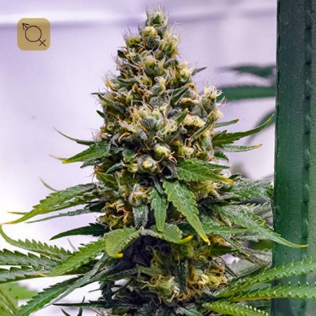 Apollo 13 Regular (Brothers Grimm Seeds) 1