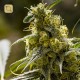 Apollo 13 Regular (Brothers Grimm Seeds) 2