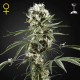 Super Lemon Haze · Green House