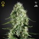 Super Silver Haze · Green House