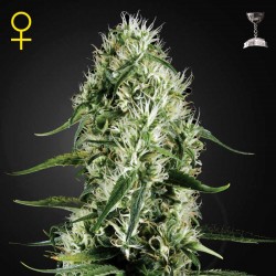 Super Silver Haze · Green House