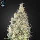 Great White Shark CBD · Green House
