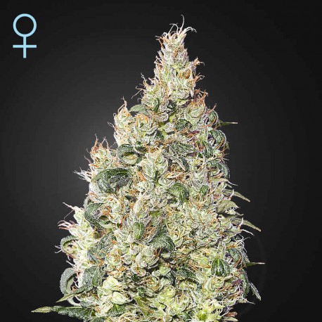 Great White Shark CBD · Green House