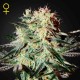 Arjan´s Strawberry Haze · Green House