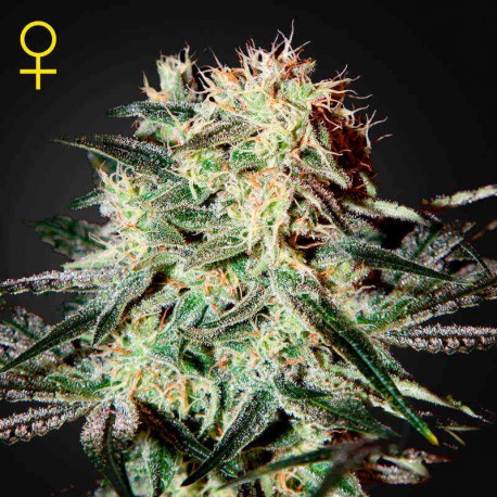 Arjan´s Strawberry Haze · Green House
