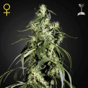 Arjan´s Haze 1