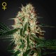 Arjan´s Haze 3 · Green House